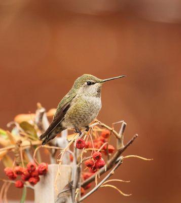 See the Beautiful Hummingbird here