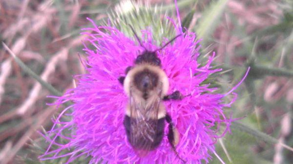 A bumblebee sucks nectar from a Milk Thistle blossom.