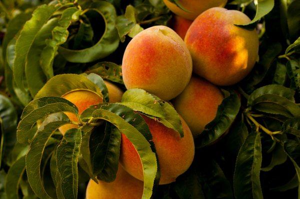 Michigan Peaches are here!