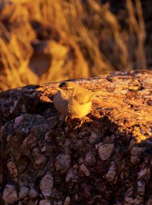 Grumpy ball of feathers LOL! The Rock Wrens we're putting on a fantastic show! Sunset at Buffalo Point Trail - Nov 2022