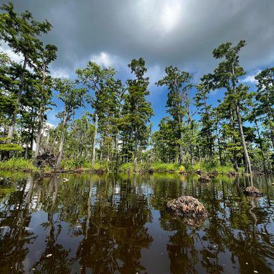 view of swamp (in kayak)