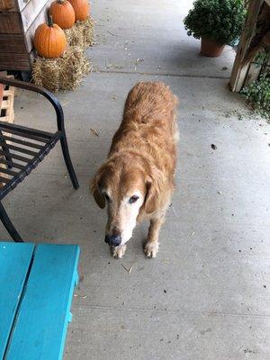 Dillon the shop dog (13 years old)