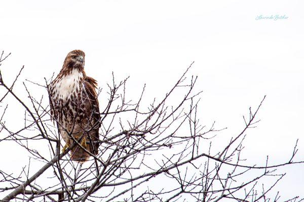 Red-Tailed Hawk, Newburyport, November 2020