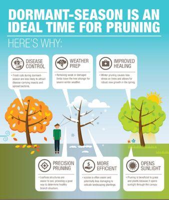 Dormant- Season Is The Ideal Time For Pruning!