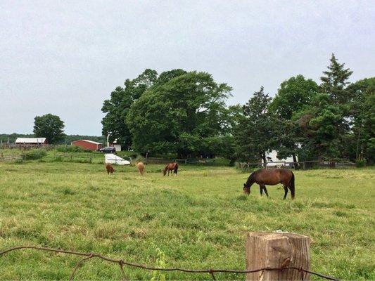 Around the town there's a country feeling that reminds me of my home in Kentucky. Taken Previously Posted 06/25/23