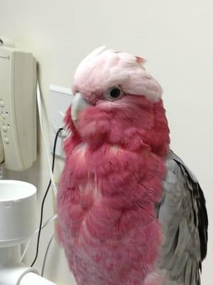 Lilly the rosebreasted cockatoo