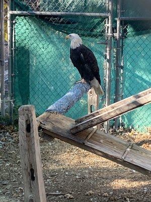 A stoic but beautiful bald eagle!