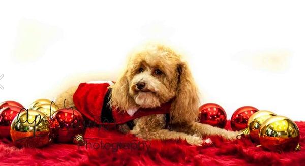 Its our friend "Oliver" relaxing during a Holiday Photo Session at Oh My Dog