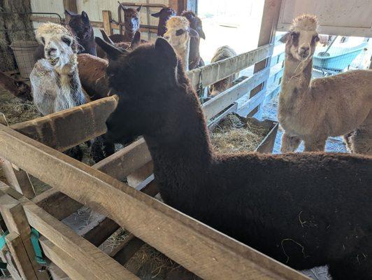 Terrance Mountain Alpacas