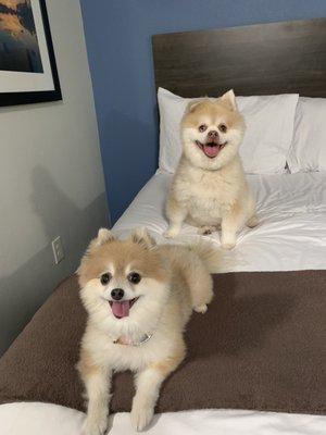 Bella Mia and Kody Bear say this bed is great!