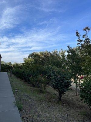 The exterior with some roses and blue skies