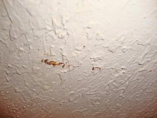 More feces on bathroom wall