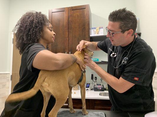 Dr Reynolds checking Bori's ears. They were clean and healthy!