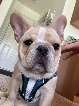 Uzi our 2 1/2 year old French Bulldog