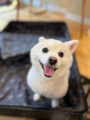 Mister P arrives homes with full smiles from his amazing stay at Pups