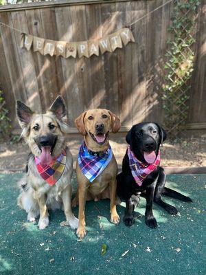 Maybelle and friends at dog park with Patti!