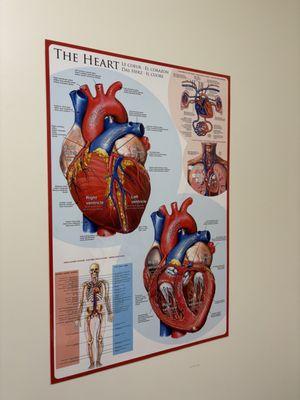 Anatomy of the Heart