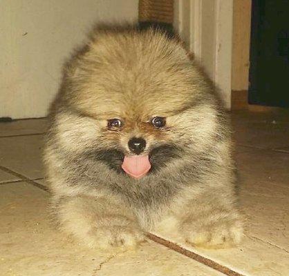 Pom puppy