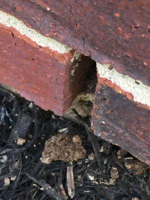 Subterranean termite shelter tube in a weep hole.
 713 560 7154