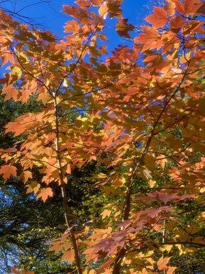 Beautiful colors on a sunny Christmas Day