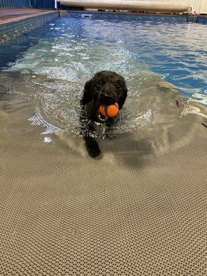 luna in the pool