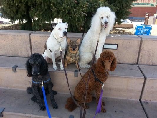 The big White Poodle is Phyllis' pride and Joy - Hunter!  The other four are all clients that she has groomed!