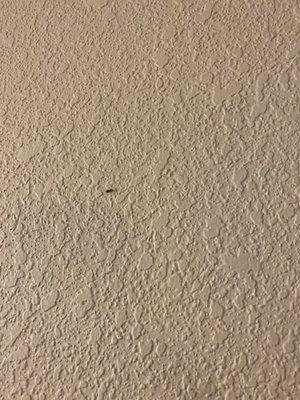 Roaches on the wall