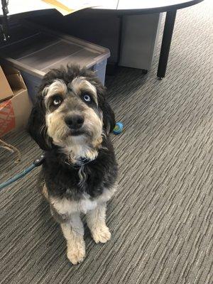 The office pup Bodie