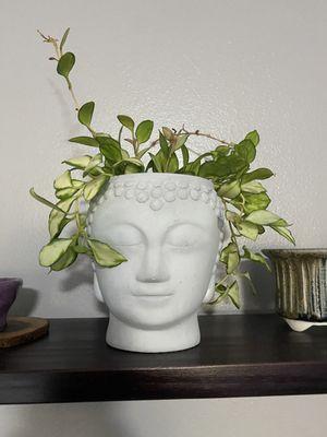 buddah head  pot with heuschkeliana varigated hoya.