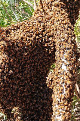 These appear to be feral bees who are resting while relocating.