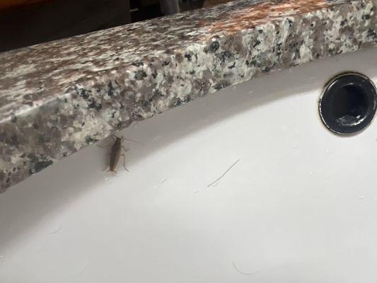 Bug in sink