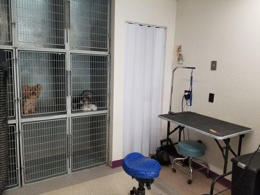 Our grooming area at Camino Verde Pet Resort