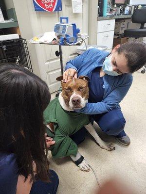 Buster getting fitted with his new hardware.