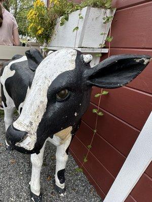 Great Photo Op area mini red barn, silo, cow statue & stick your head in here for a Cow photo @ Uhlman's Ice Cream Westborough MA