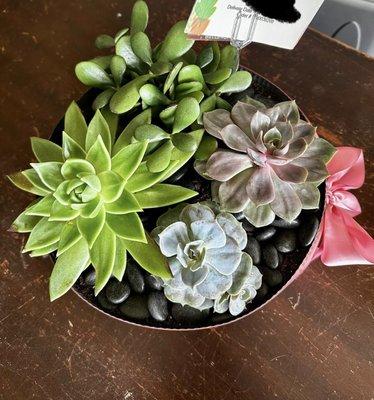 Large succulent garden priced at $74.99