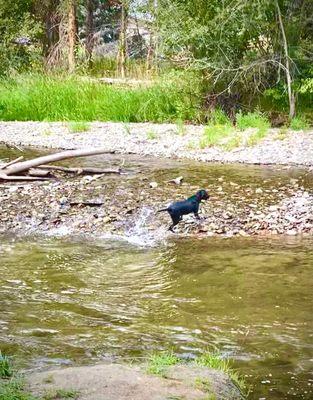 Our Lab out for a swim team in Lolo Creek in the park