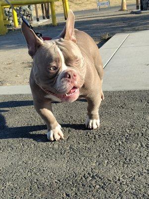 kyng Magi Micro Exotic Bully ready for stud in two months. TapN @Bizzygangrobb on ig and youtube.