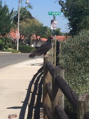 California Condor at Cresta Verde on Montanoso. It's grubbing on the squirrel