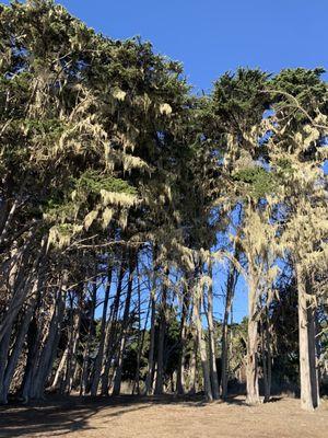 Trees with Spanish moss