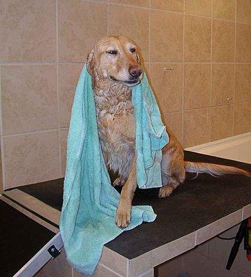 Golden retriever getting a bath at Four Paws & Co.