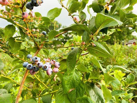 Hey now, hey now - this is what blueberry wine is made of!