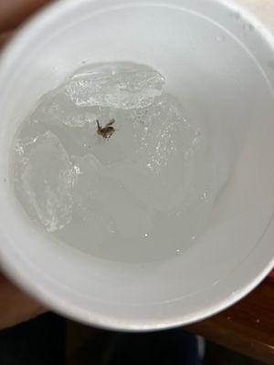 Roach in my fountain drink