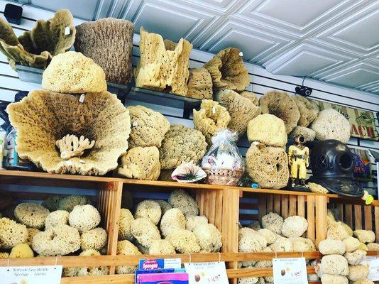 Extensive selection of sponges