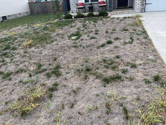 Front yard after Lawn Doctor application-- nearly completely dead and with weed infestation