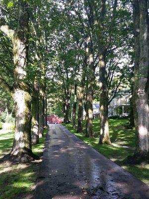 The inviting tree-lined driveway that leads up to the Bellaire B & B