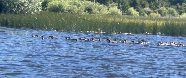 Baby ducks