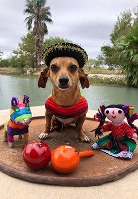 Paco in his Halloween costume