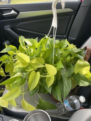 Neon hanging pothos