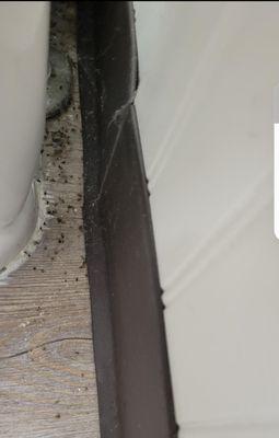 Dead sewer flies on floor of bathroom behind toilet