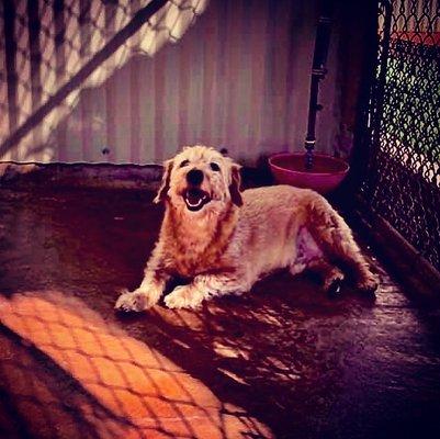 Maxie in his quarantine kennel.